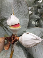 Eucalyptus macrocarpa
