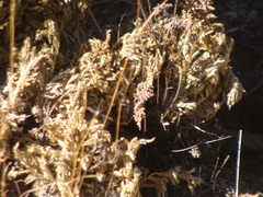 Selaginella lepidophylla