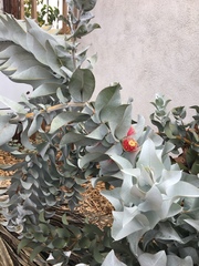Eucalyptus macrocarpa