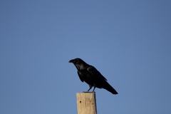 Corvus cryptoleucus