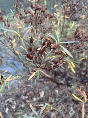 Hypericum lobocarpum