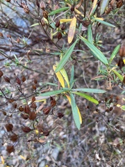 Hypericum lobocarpum