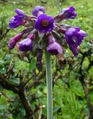 Primula capitata