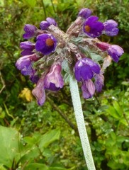 Primula capitata