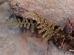 Myriopteris covillei