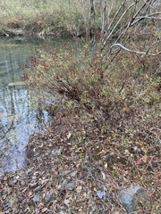 Hypericum lobocarpum