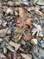 Hypericum lobocarpum