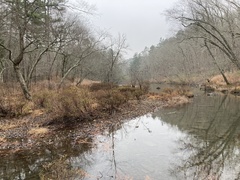 Hypericum lobocarpum