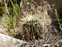 Gymnocalycium reductum