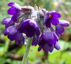 Primula capitata