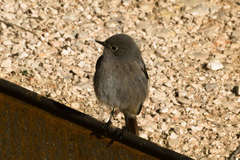 Phoenicurus ochruros