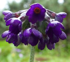 Primula capitata
