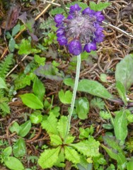 Primula capitata
