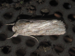 Spodoptera albula
