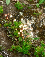 Cassiope lycopodioides