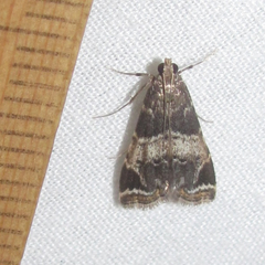 Usingeriessa brunnildalis