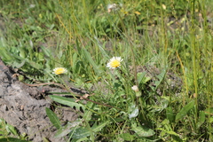 Taraxacum leucanthum