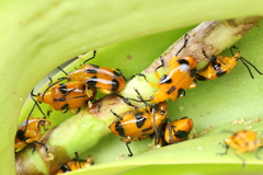 Stethopachys formosa