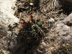 Gymnocalycium reductum