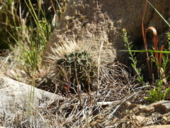 Gymnocalycium reductum