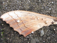 Marumba maackii
