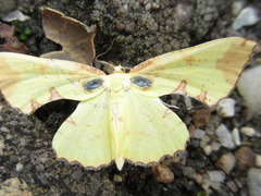 Corymica pryeri