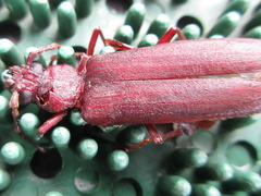 Pyrestes