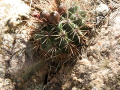 Gymnocalycium reductum