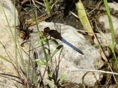Erythrodiplax atroterminata