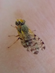 Campiglossa sororcula