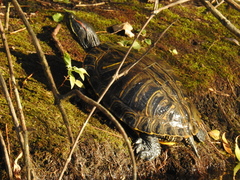 Trachemys scripta elegans