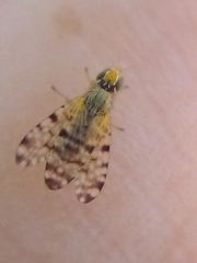 Campiglossa sororcula