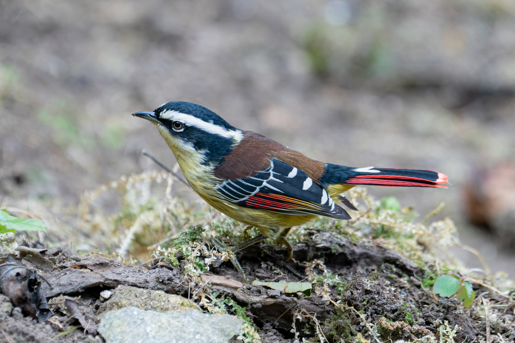 Red-tailed Minla photo