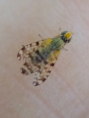 Campiglossa sororcula