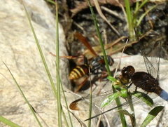 Polistes billardieri