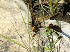 Polistes billardieri