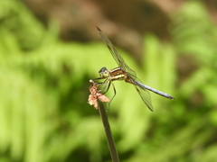 Dasythemis mincki