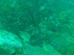 Halichoeres chierchiae