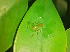 Lyssomanes pauper