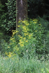 Senecio linearifolius linearifolius