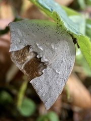 Curetis acuta paracuta