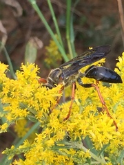 Sphex flavovestitus