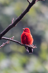 Carpodacus sipahi