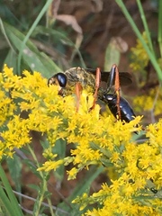 Sphex flavovestitus