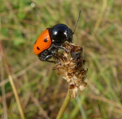 Cryptocephalus trimaculatus