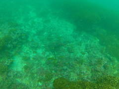 Stegastes flavilatus