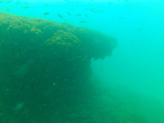 Thalassoma lucasanum