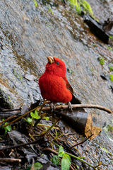 Carpodacus sipahi