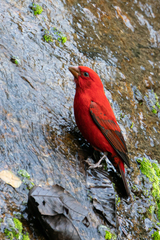 Carpodacus sipahi