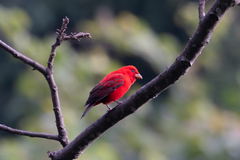 Carpodacus sipahi